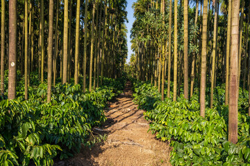 coffee tree farm with areca nut palm  - obrazy, fototapety, plakaty