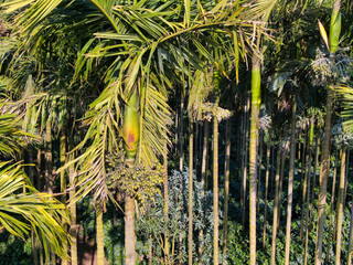 top view of betel nut tree. aerial view areca nut palm