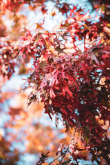 red autumn leaves