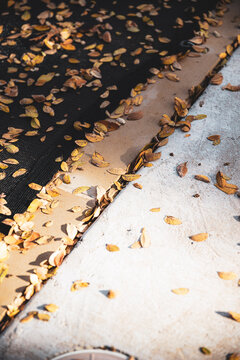 fall leaves on the ground