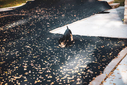 dog drinking water through pool net