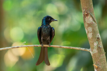 BRONZED DRONGO