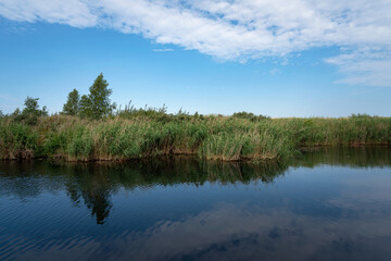 Fototapeta na wymiar Common reed (Latin Phragmites australis) in a coastal lake on the site of a former amber quarry in the village of Yantarny on a sunny day, Kaliningrad region, Russia