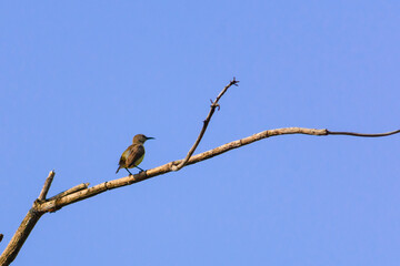 Purple rumped Sunbird