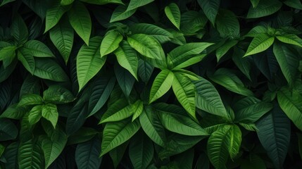 Fresh green leaves in tropical climate. Organic nature background wallpaper.