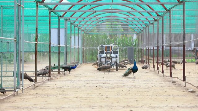 workers clean up at a peacock farm