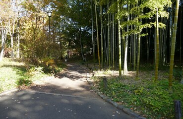 竹林のある風景