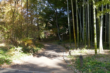 竹林のある風景