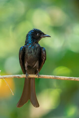 BRONZED DRONGO