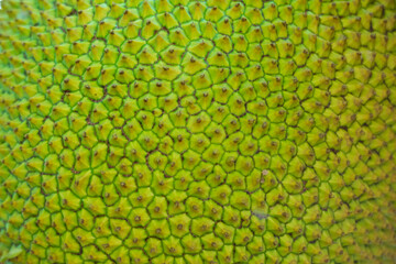 Fresh green Jackfruit