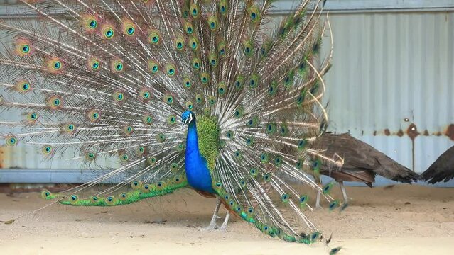 Peacocks with outstretched wings in the farm, North China