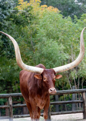Ankole Cattle African Ankole Cattle at the Houston Zoo 