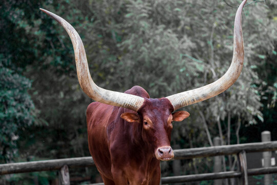Ankole Cattle African Ankole Cattle at the Houston Zoo 