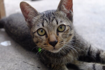 Tabby cat stare at the camera