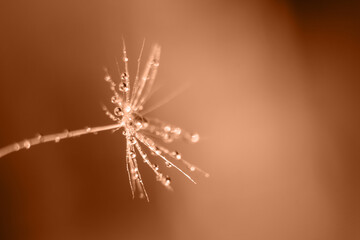 Macro view of dew drops on dandelion seed. Image toned in Peach Fuzz color of the year 2024.