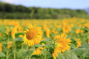 Obraz premium 満開のひまわり