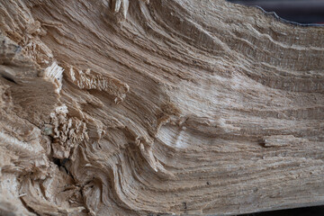 close up Textura de corteza de madera talada irregular