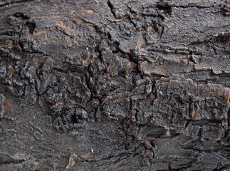 detalle de Textura de tronco de madera café