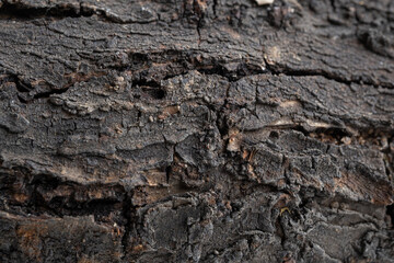 detalle de corteza de tronco de madera en proceso de secado natural