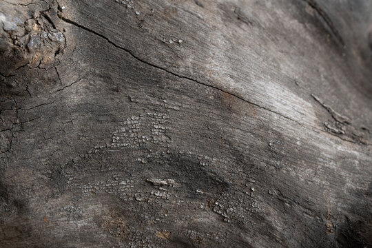 textura de corteza de madera