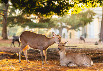 Deer at Nara park, Nara city Japan, little deers in warm morning sunlight.