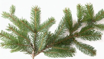 Naklejka premium Pine tree leaf frame for special Christmas graphic needs