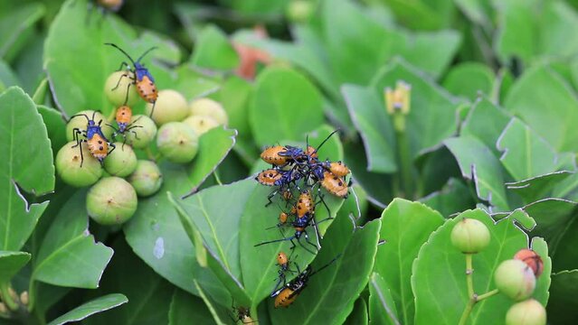 Stink bug on wild plants, North China