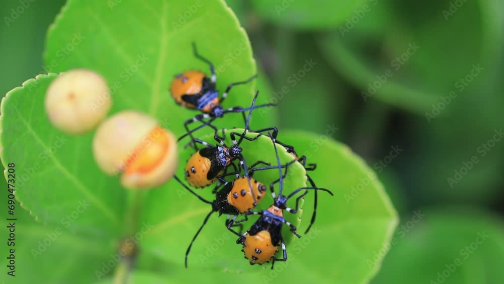 Poster stink bug on wild plants, north china