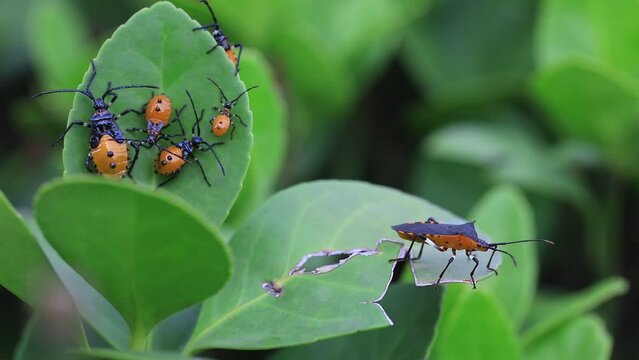 Stink bug on wild plants, North China