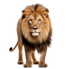 a male lion on a transparent background - PNG file - created using AI