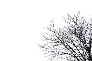 silhouette of a tree no leaves, winter trees png