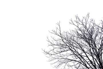 Fototapeta premium silhouette of a tree no leaves, winter trees png