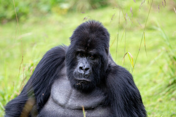 Fototapeta premium The endangered mountain gorillas (Gorilla beringei beringei) of Rwanda.
