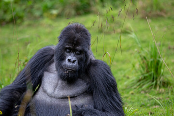 The endangered mountain gorillas (Gorilla beringei beringei) of Rwanda.