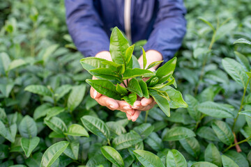 Tea garden farmers or worker wearing dresser work picking green tea leaves at tea plantation with...