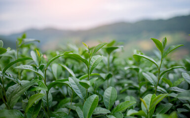 Tea leaves at tea plantation with white foggy mountain is green tea organic business concept.