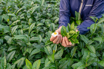 Tea garden farmers or worker wearing dresser work picking green tea leaves at tea plantation with...