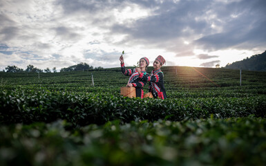 Tea garden farmers or worker wearing traditional dresser work carry barket picking green tea leaves at tea plantation with white foggy mountain is green tea organic business concept.