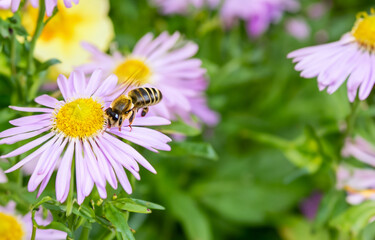 Obraz premium bee on a flower