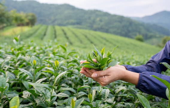 Tea garden farmers or worker wearing dresser work picking green tea leaves at tea plantation with mountain is green tea organic ิbackground business concept.