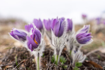 Dream grass spring flower. Pulsatilla blooms in early spring in forests and mountains. Purple pulsatilla flowers close up in the snow