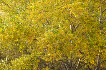 Many yellow leaves on a tree, autumn landscape