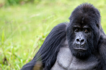 The endangered mountain gorillas (Gorilla beringei beringei) of Rwanda.