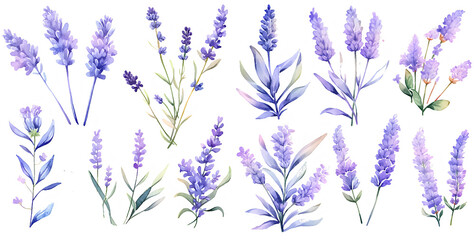 Fototapeta premium Lavender watercolor illustration clipart. Generative AI