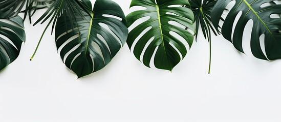 Minimalist representation of monstera leaves framed on a white wall.