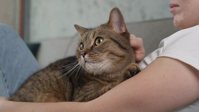Woman petting cat on couch close up. Female owner stroking brown kitten. Furry pet relaxing and purring. Little best friends. Happy domestic animal at home.