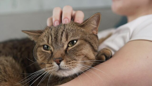 Woman petting cat close up. Female owner stroking brown kitten. Furry pet relaxing and purring. Little best friends. Happy domestic animal at home.