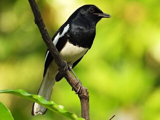 Oriental magpie robin, perched on a branch