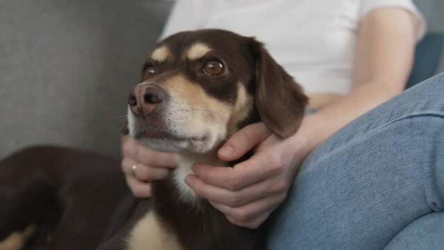 Woman petting dog close up. Female owner stroking brown puppy. Furry pet watching. Little best friends. Happy domestic animal at home.