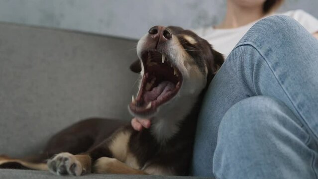 Yawning dog. Woman owner petting and stroking brown puppy. Furry pet relaxing and sleeping. Little best friends. Happy domestic animal at home.
